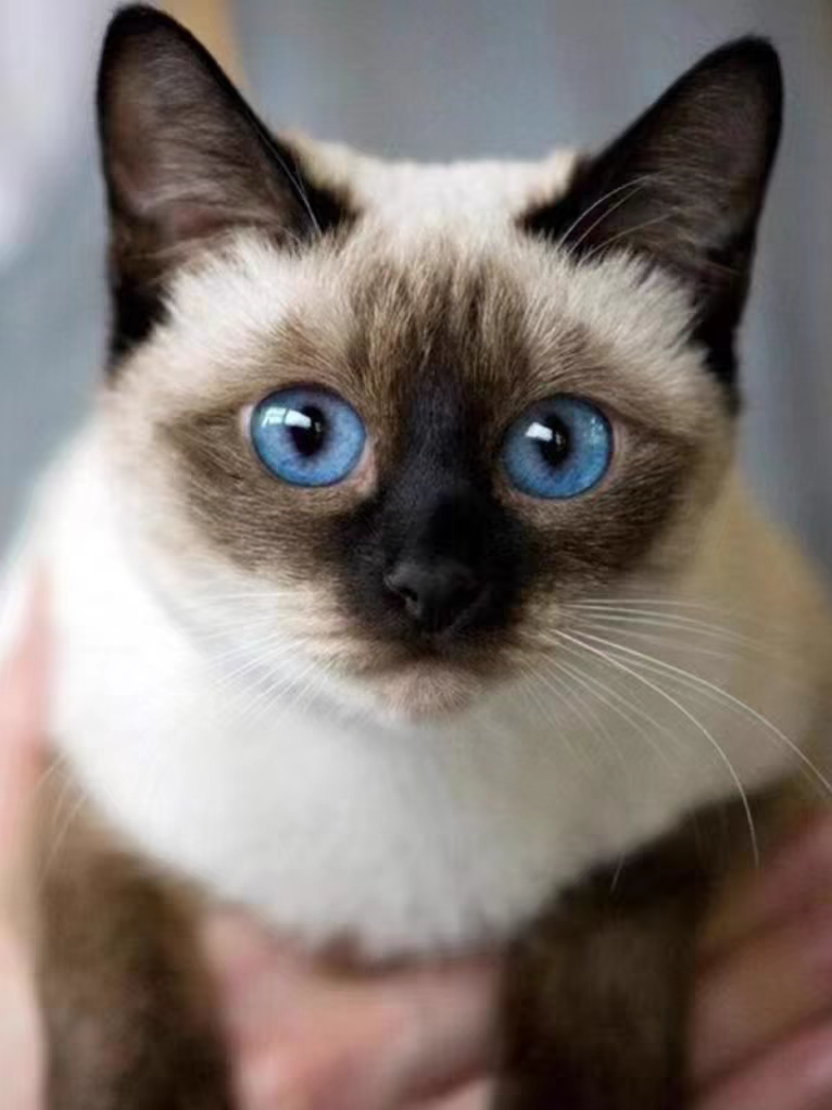 猫舍直销批发价格出售暹罗猫